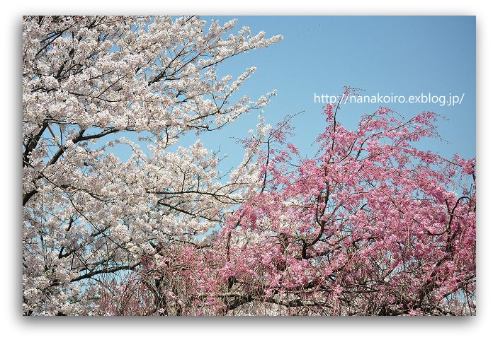 今年最後の桜の風景_e0153963_23164917.jpg