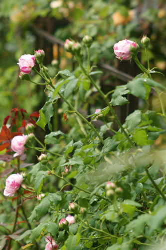 Variegata di Bologna_f0052869_22141770.jpg