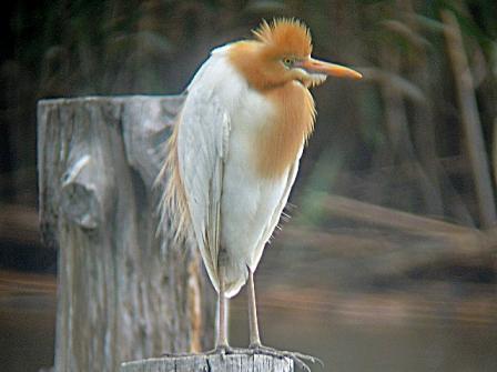 ★先週末の鳥類園(2011.5.7~8)_e0046474_13573391.jpg