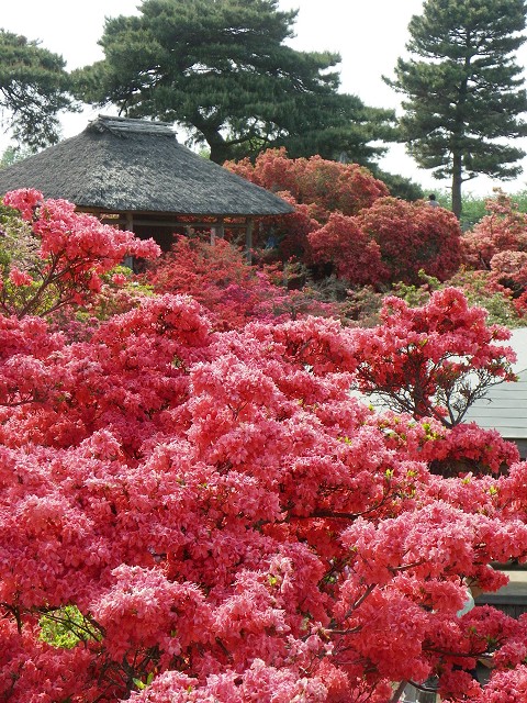 つつじが岡公園・館林つつじまつり 2011 (館林市花山町) 【つつじ】_b0004675_16244524.jpg