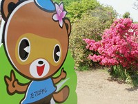 つつじが岡公園・館林つつじまつり 2011 (館林市花山町) 【つつじ】_b0004675_16263358.jpg