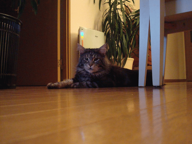 a0135577_14372093.gif