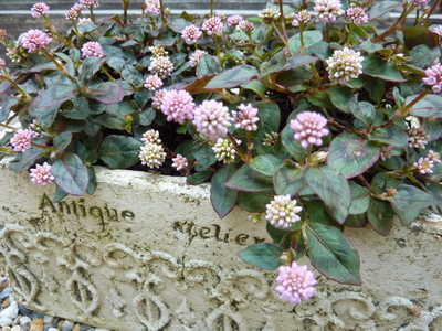b0116785_0492873.jpg