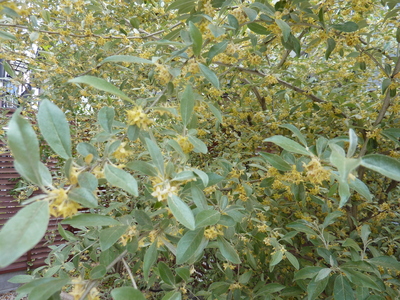 b0116785_051546.jpg