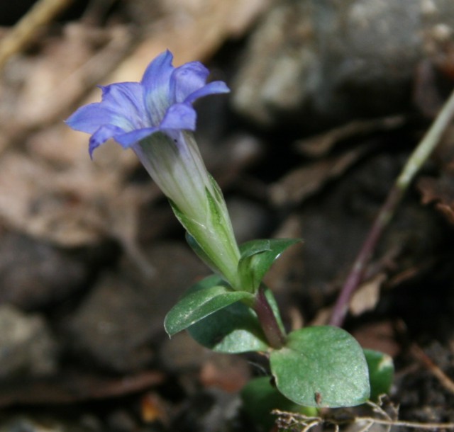 清流沿いの可憐な花たち_c0144185_924165.jpg