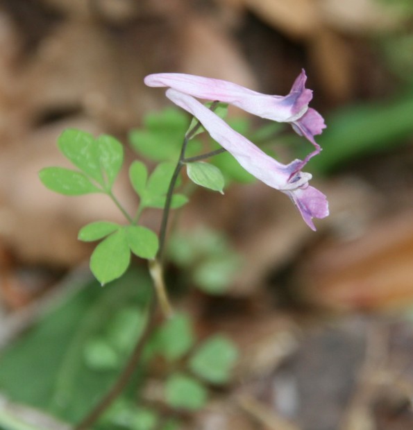 清流沿いの可憐な花たち_c0144185_9284664.jpg