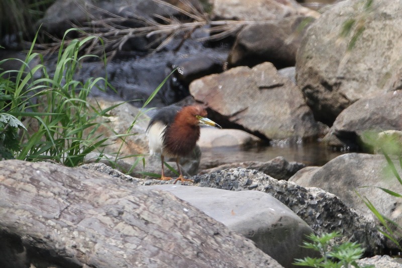 アカガシラサギ　対馬二日目_f0022486_15323468.jpg