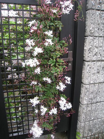 c0132387_03829.jpg