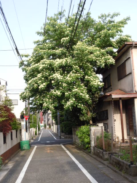 5月に入り、温度も少し上がってきたが寒暖激しく季節異変。蜂の増殖と捕獲の準備に急がねば！_e0159192_16465584.jpg