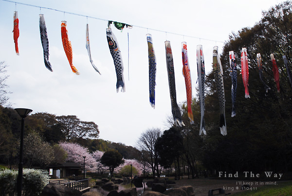 桜咲く今 2/2_f0054594_4111643.jpg