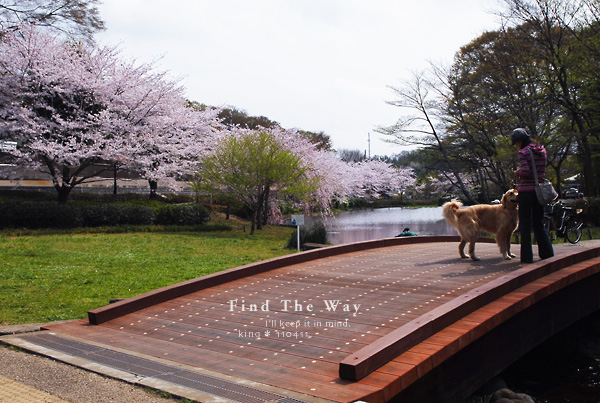 桜咲く今 2/2_f0054594_4124939.jpg