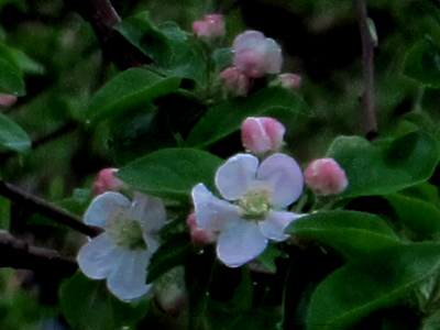 信州　リンゴの花盛り_e0120896_15584871.jpg