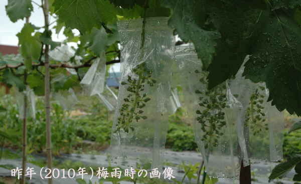 完全露天 雨避け無し で 巨峰 を作る方法 趣味の 果樹 今年も ぶどう と 新たに 桜桃 に注力 完全露天 雨避け無し で 巨峰 を作る方法 趣味の 果樹 今年も ぶどう と 新たに 桜桃 に注力