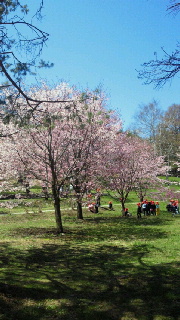 桜_b0123812_021526.jpg