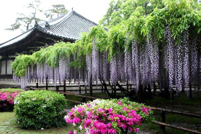 平等院 フジ満開_e0048413_194225.jpg