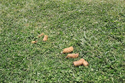 f0191413_11175663.jpg
