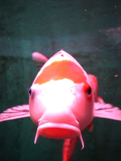c0147116_14121724.jpg