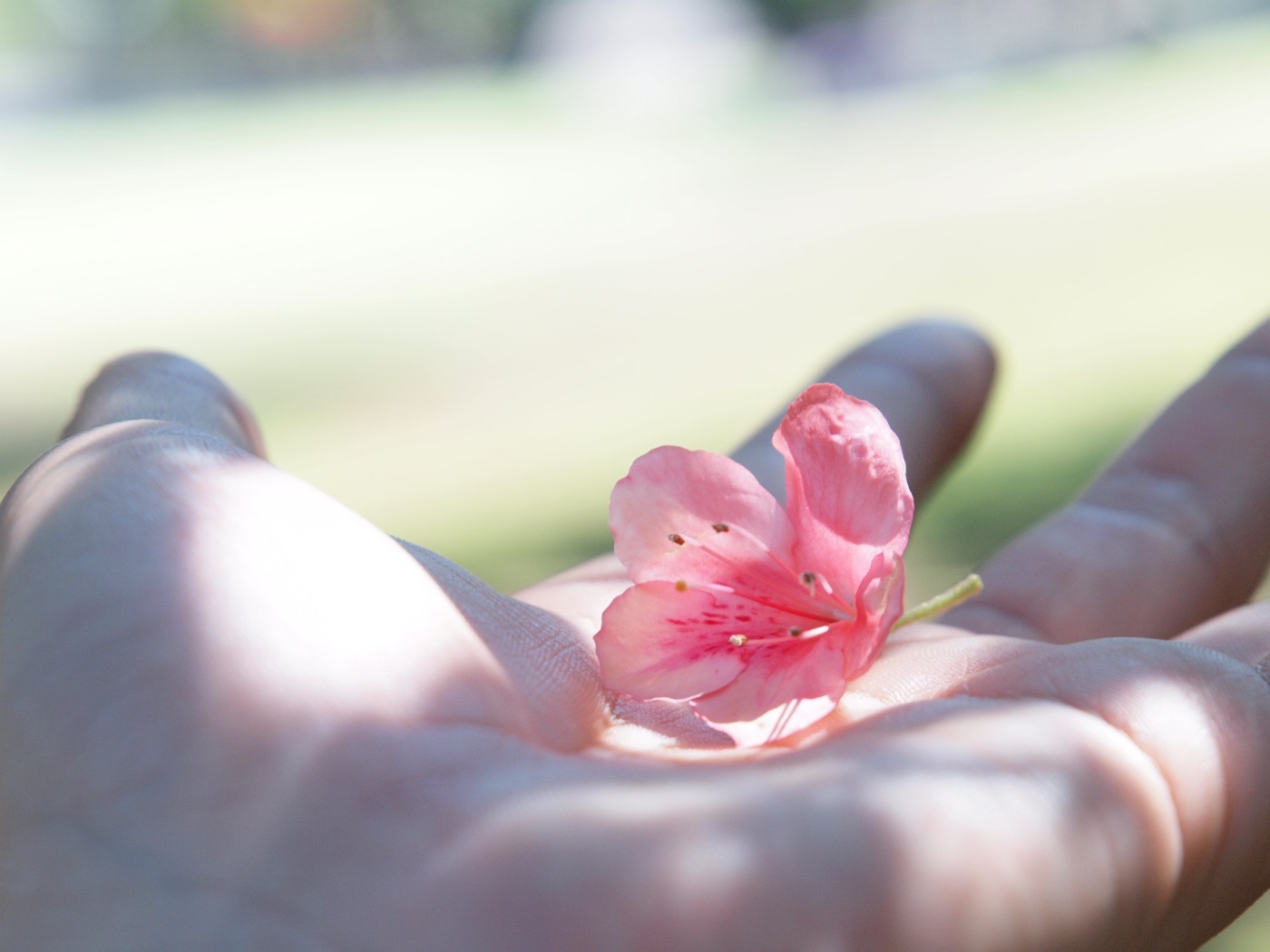 『心を込めて一輪の花を』_d0213316_20453757.jpg