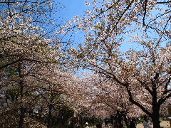 a0157619_21471317.jpg