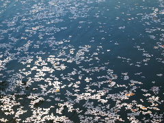 a0157619_21481754.jpg