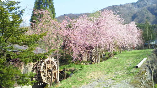 桜_a0169219_2172519.jpg