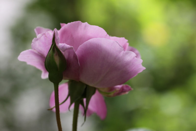 薔薇･･･和名の薔薇･夢香_b0165522_128390.jpg