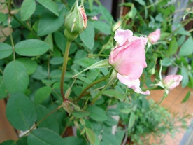 d0096422_16465016.jpg