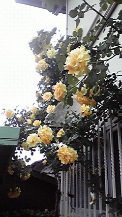 d0110022_121646.jpg