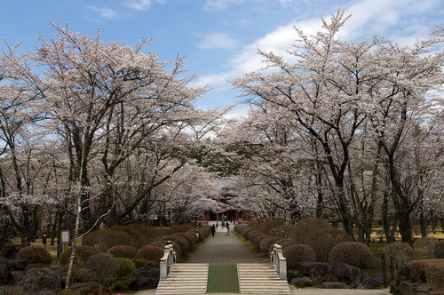 聖光寺の桜_d0102327_143970.jpg