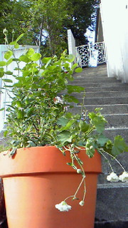 c0227728_1047516.jpg
