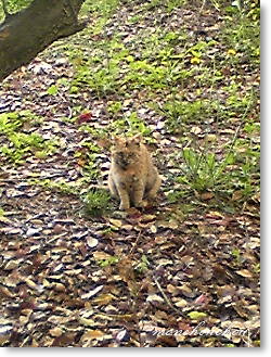 公園散歩・公園のネコさん　2011.5.4_e0175228_13164777.jpg