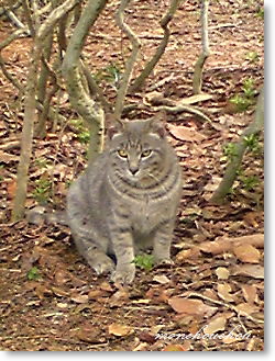 公園散歩・公園のネコさん　2011.5.4_e0175228_13224492.jpg