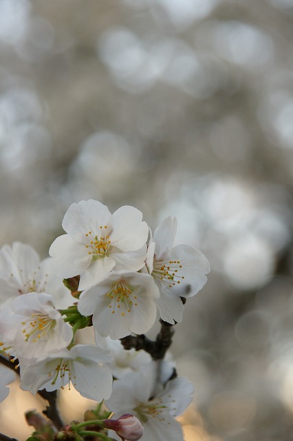 札幌花見便り_f0046128_7414591.jpg