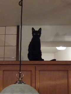 しゃっしゃっしゃ猫 ろった編。_a0143140_23262194.jpg