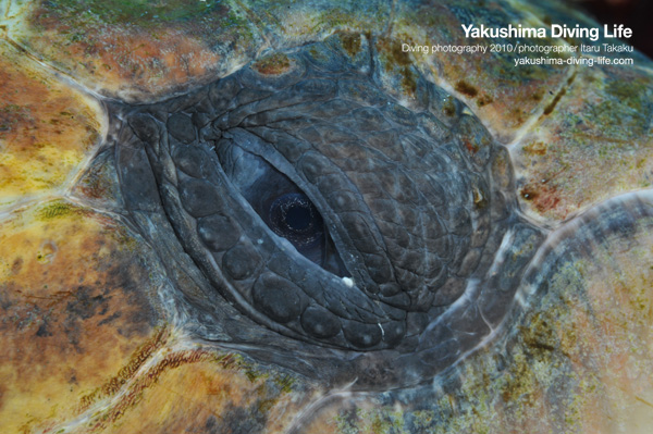 アカウミガメの季節_b0186442_2035450.jpg