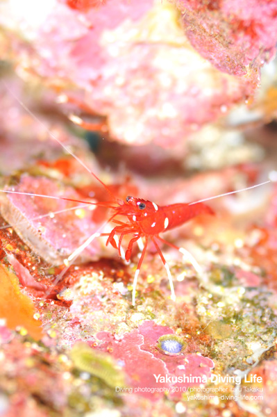 アカウミガメの季節_b0186442_2043270.jpg
