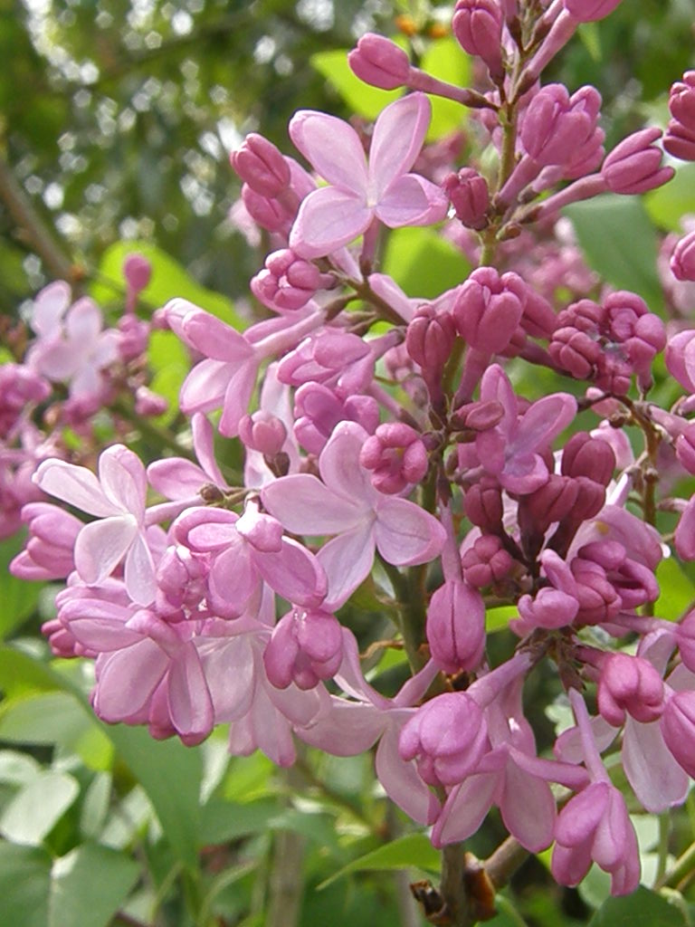 甘い誘惑 紫丁香花 ナイル商会