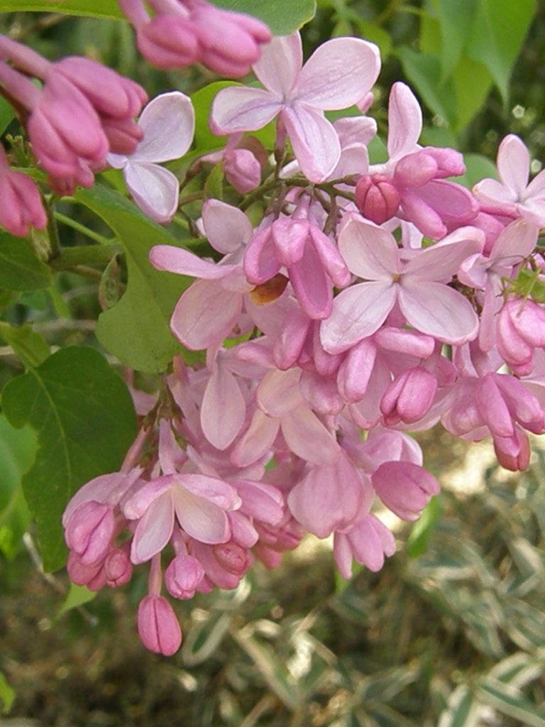 甘い誘惑 紫丁香花 ナイル商会