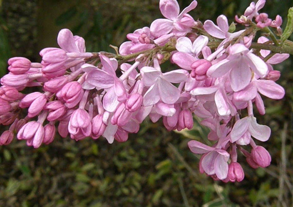 甘い誘惑 紫丁香花 ナイル商会