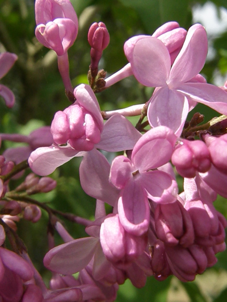 甘い誘惑 紫丁香花 ナイル商会