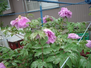 d0217060_21261776.jpg