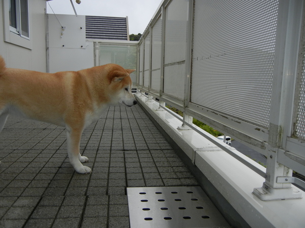2011年5月12日(木)雨上がり~!_f0060461_1051407.jpg