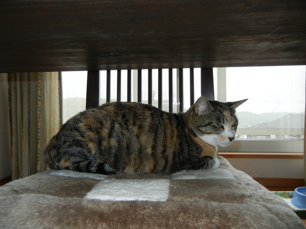 2011年5月12日(木)雨上がり~!_f0060461_10582383.jpg
