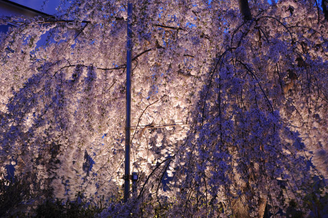 夜　　桜_b0186563_7553673.jpg