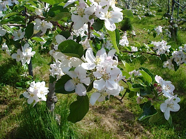 りんごの花満開_e0019167_2145657.jpg