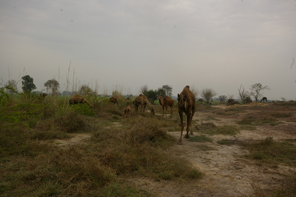 インド滞在記2011 その8: India 2011 Part8_a0186568_223155.jpg
