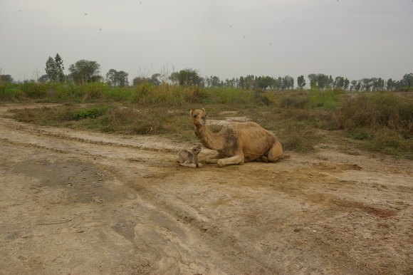 インド滞在記2011　その8： India 2011 Part8_a0186568_2232417.jpg