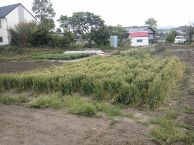 b0068572_2028541.jpg