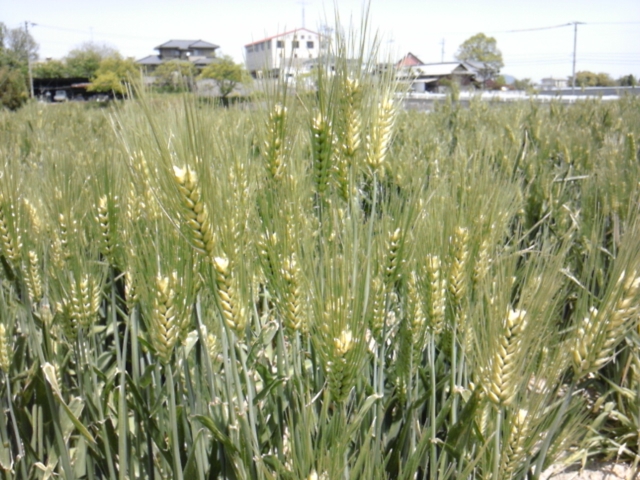 b0068572_2028770.jpg