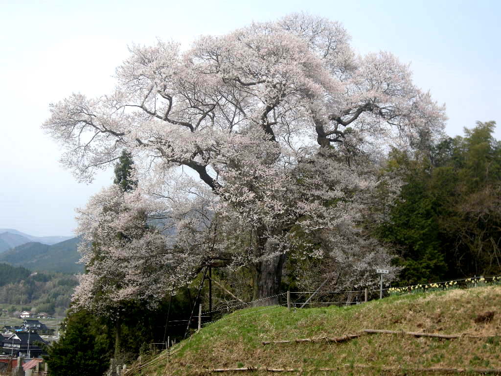 カタクリの船通山と展望の道後山_b0185573_10261656.jpg